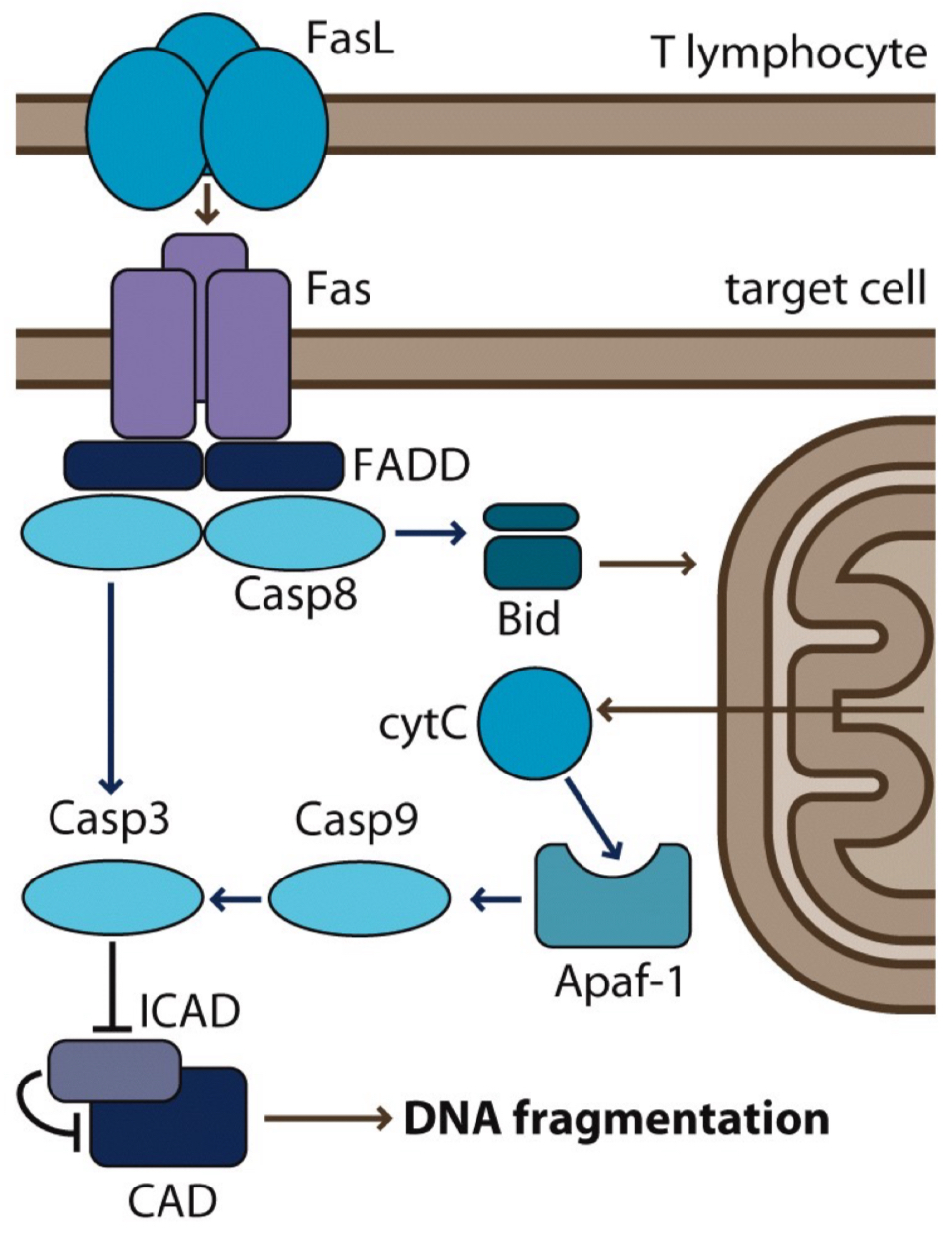 <ol><li><p>T lymphocyte (immune cell) produces FasL </p></li><li><p>FasL binds to Fas receptor on a target cell</p></li><li><p>this recruits FADD, which activates Casp8</p></li><li><p>Casp8 triggers 2 pathways:</p><ol><li><p>direct activation of Casp3 <span data-name="arrow_right" data-type="emoji">➡</span> DNA fragmentation</p></li><li><p>activation of Bid <span data-name="arrow_right" data-type="emoji">➡</span> releases cytC from mitochondria</p></li></ol></li><li><p>cytC binds to Apaf-1, which activates Casp9</p></li><li><p>Casp9 further activates Casp3</p></li><li><p>Casp3 breaks down ICAD <span data-name="arrow_right" data-type="emoji">➡</span> frees CAD</p></li><li><p>CAD cuts up DNA <span data-name="arrow_right" data-type="emoji">➡</span> cell death</p></li></ol><p></p>