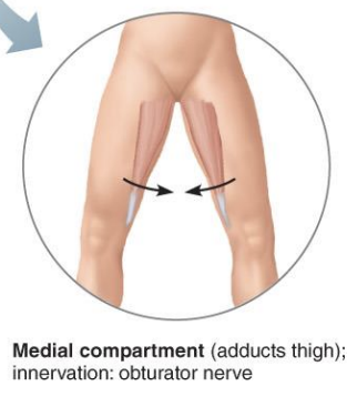 <p><strong>Medial Compartment of the thigh</strong></p>