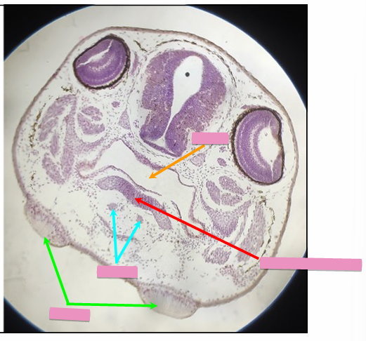 <p>what level<br>primary brain vesicle<br>parts</p>
