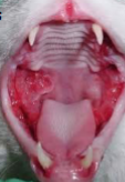 <p>Commonly get periodontal disease</p><ul><li><p>Stomatitis or gingivitis</p></li><li><p>Dental tartar or calculus</p></li><li><p>Tumors</p></li></ul><p></p>