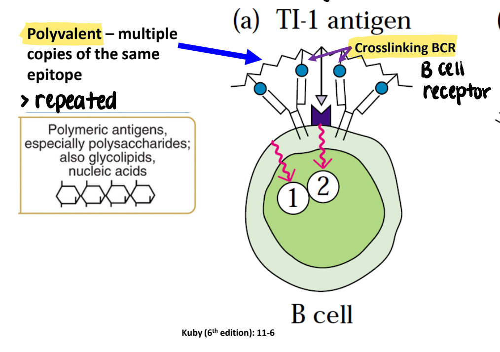 <p>induce maximal <strong>crosslinking</strong> of membrane Ig on B cells, <em>without a need for T cell help</em></p>
