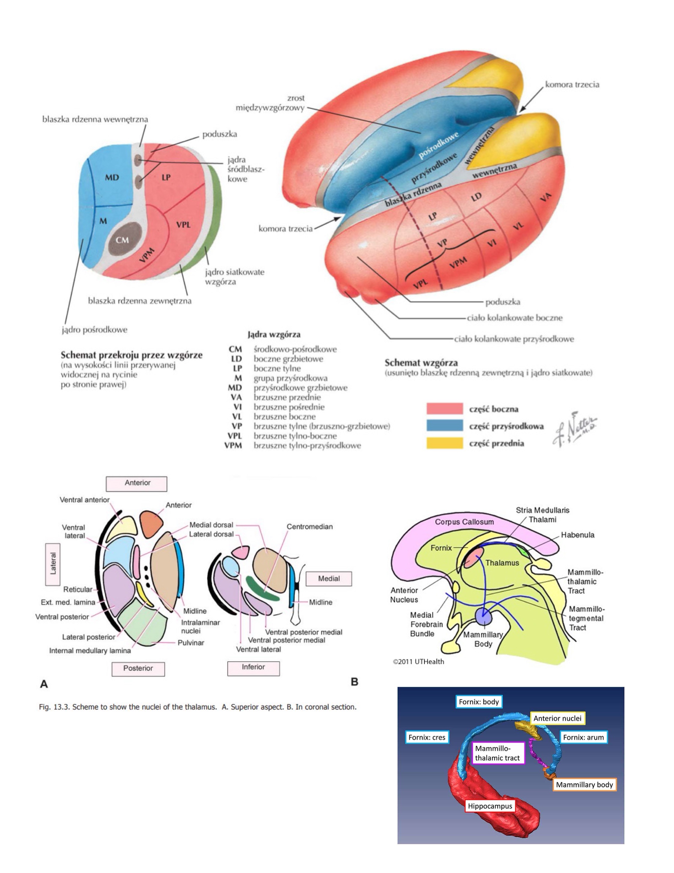 <ul><li><p>pęczek suteczkowo-wzgórzowy (mamillothalamic fascicle)</p></li><li><p>blaszka rdzenna wew. (internal medullary lamina)</p></li></ul>
