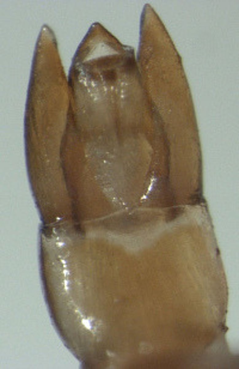 <p>specialized appendages found in male insects that are used to grasp females during mating</p>