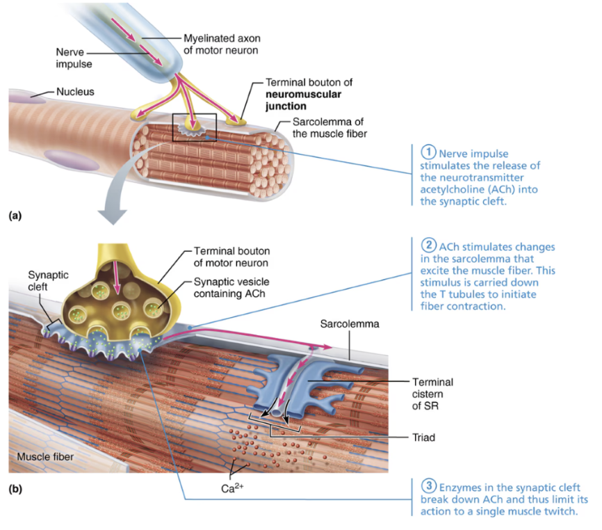<p>Nerve cells that signal muscle fibers to contract.</p><p><strong>Dendrites:</strong> receive input.</p><p><strong>Axon:</strong> transmits impulses to muscle.</p>