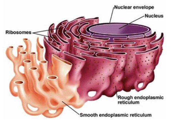 <p><span style="color: blue;"><strong><span>STRUCTURE&nbsp;</span></strong></span></p><ul><li><p>Hepatocytes have <strong><em><u>increased</u></em></strong> rough and smooth ER, Golgi apparatus, peroxisomes, and mitochondria&nbsp;</p></li></ul><p><span style="color: red;"><strong><span>FUNCTION</span></strong></span></p><ol><li><p>Produce<span style="color: green;"><strong><span> ~900 mL </span></strong></span><span style="color: red;"><strong><span>bile</span></strong></span><span style="color: green;"><strong><span> per day</span></strong></span></p></li><li><p>Process bloodborne nutrients</p><ul><li><p><span style="color: green;"><strong><span>EX: Store glucose as glycogen and make plasma proteins</span></strong></span></p></li></ul></li><li><p>Store fat-soluble vitamins</p></li><li><p>Perform detoxification</p><ul><li><p><span style="color: green;"><strong><span>EX: Converting ammonia to urea</span></strong></span></p></li></ul></li></ol><p></p>