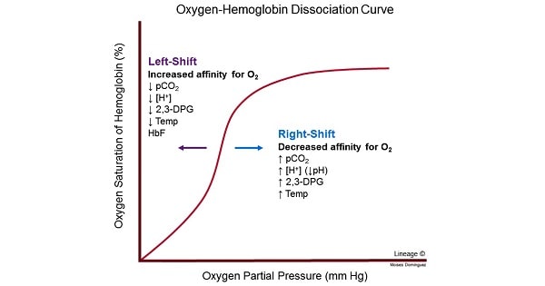 <p>has a sigmodial shape, Hb affinity increases with increasing PO2 levels</p>