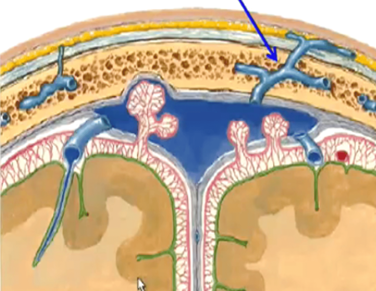 <p>Veins that exist in the bones of the skull</p>