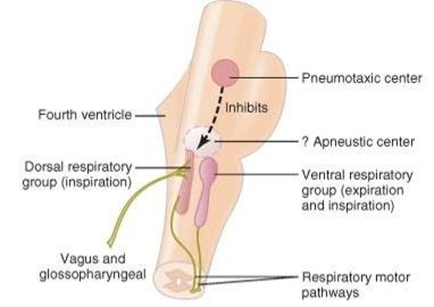 <p>Located in the medulla, it contributes mostly to inspiration.</p>