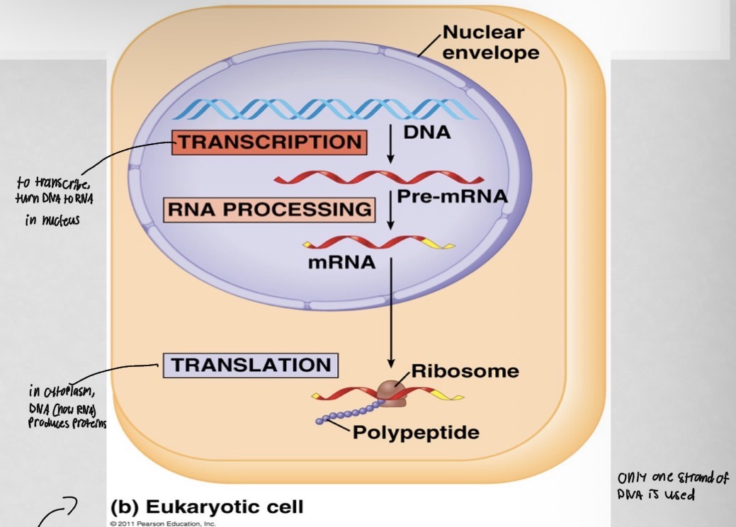 <p>Transcription: nucleus</p><p>Translation: cytoplasm </p>