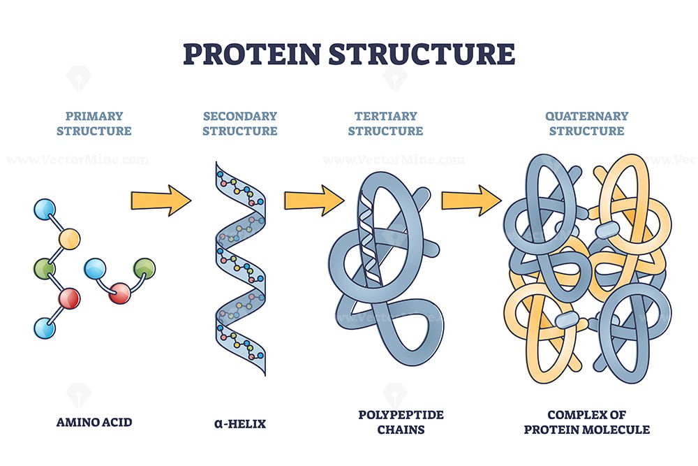 Monomer of protein: Amino Acid. 

Proteins function as enzymes, hormones, structural components, transporters, and antibodies.