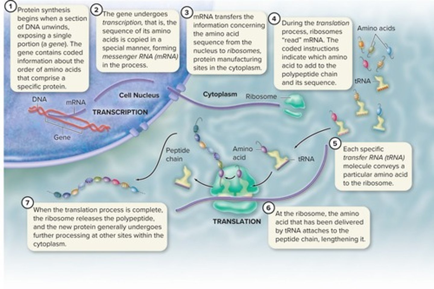 <p>The process by which cells assemble amino acids into proteins based on DNA information.</p>