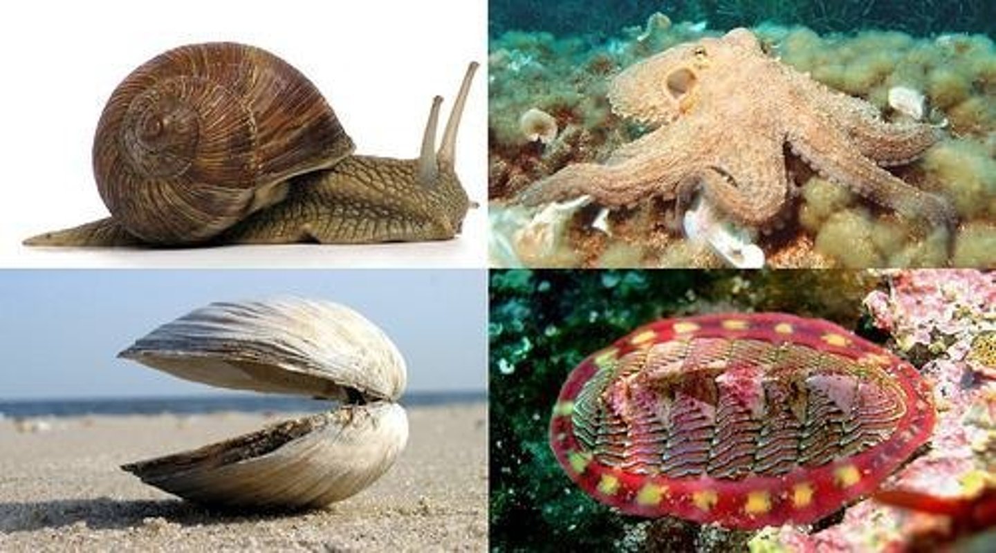 <p>Examples include clam, snail, slug, squid, octopus, cephalopod, gastropod.</p>