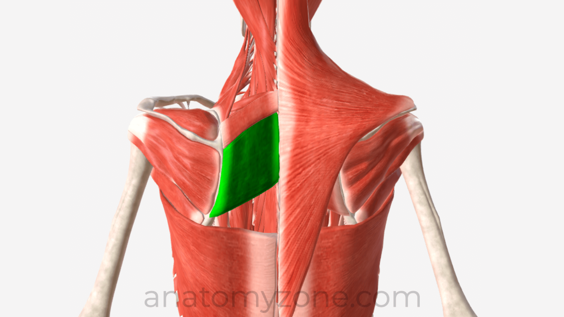 <p>Shoulder Girdle Muscle:</p>