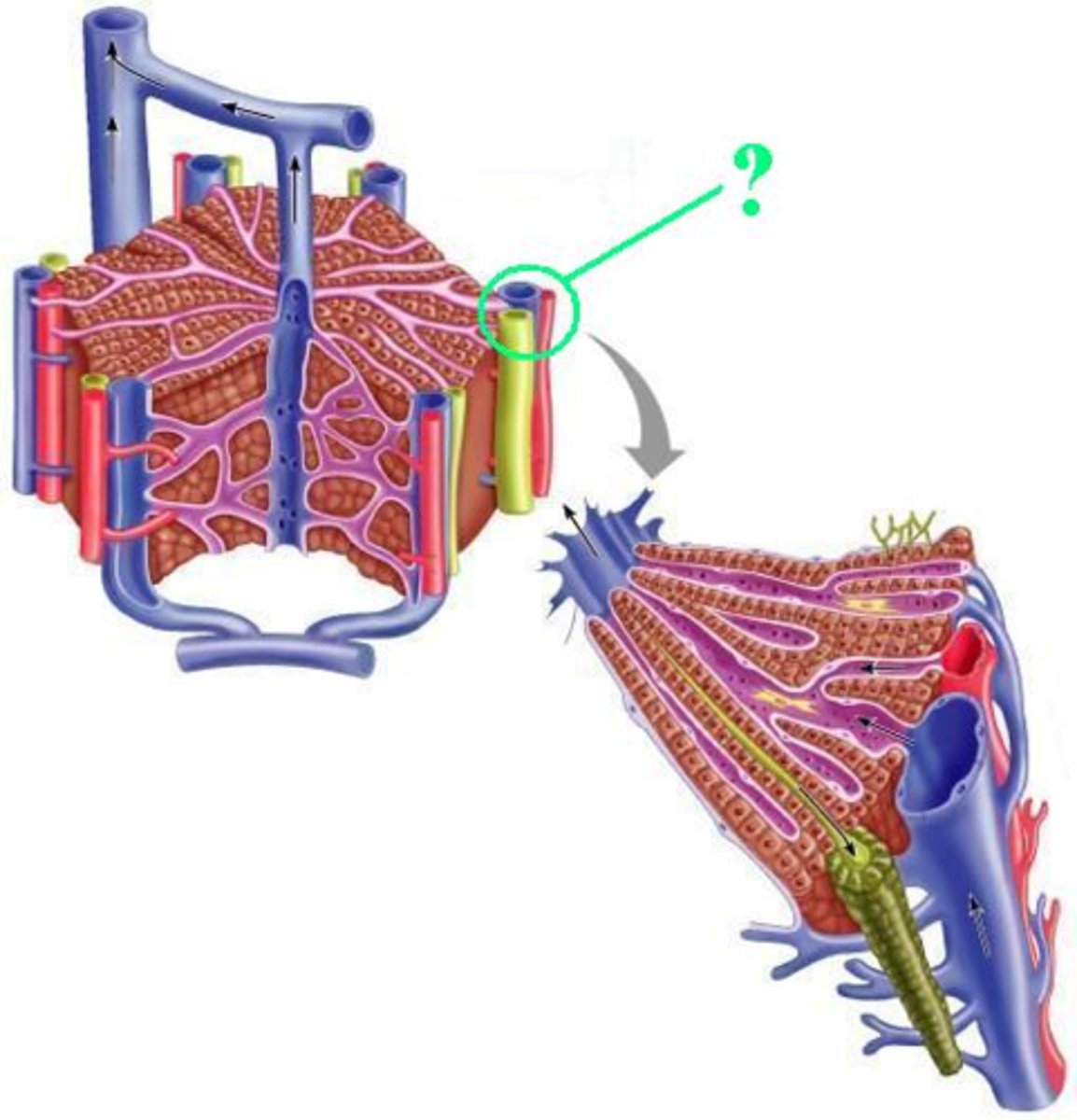 <p>What structure is comprised of these three vessels?</p>