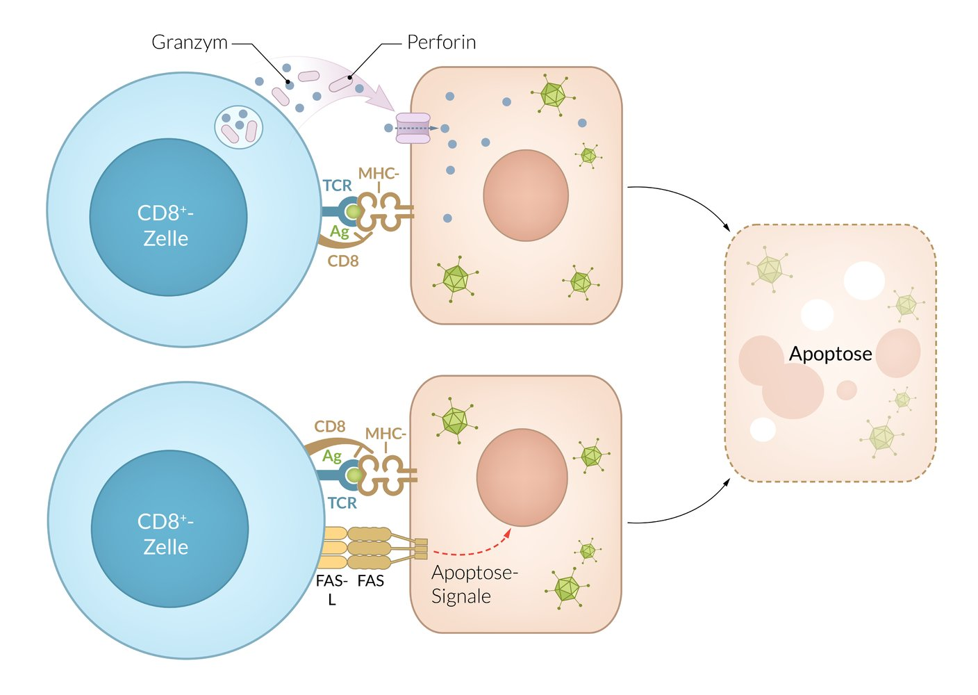 <p>B. Activation of a death domain–containing receptor on the plasma membrane of the infected cell by the CTL</p>