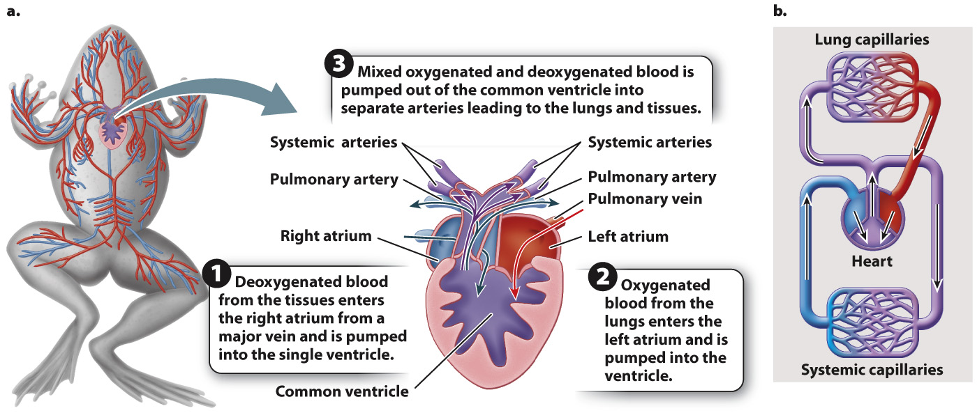 <ul><li><p><span style="font-family: &quot;Times New Roman&quot;, serif">3 chambered heart</span></p><ul><li><p><span style="font-family: &quot;Times New Roman&quot;, serif">2 atria and 1 ventricle</span></p></li><li><p><span style="font-family: &quot;Times New Roman&quot;, serif">Deoxygenated blood enters right atrium, oxygenated blood from gills/skin/lungs enters left atrium, both atria empty into single ventricle, ventricle pushes deoxygenated blood to gills/skin/lungs and oxygenated blood out to body, there is some mixing of deoxygenated and oxygenated blood in ventricle, but partial septum helps to prevent complete mixing of blood</span></p></li></ul></li><li><p><span style="font-family: &quot;Times New Roman&quot;, serif">Double circuit: blood flows from heart to lungs/skin, back to heart, then out to body</span></p></li><li><p><span style="font-family: &quot;Times New Roman&quot;, serif">Urodela</span></p><ul><li><p><span style="font-family: &quot;Times New Roman&quot;, serif">Almost all employ cutaneous breathing, skin has extensive vascularization that allows for diffusion of oxygen into blood and CO2 out of blood</span></p></li></ul></li></ul><p></p>