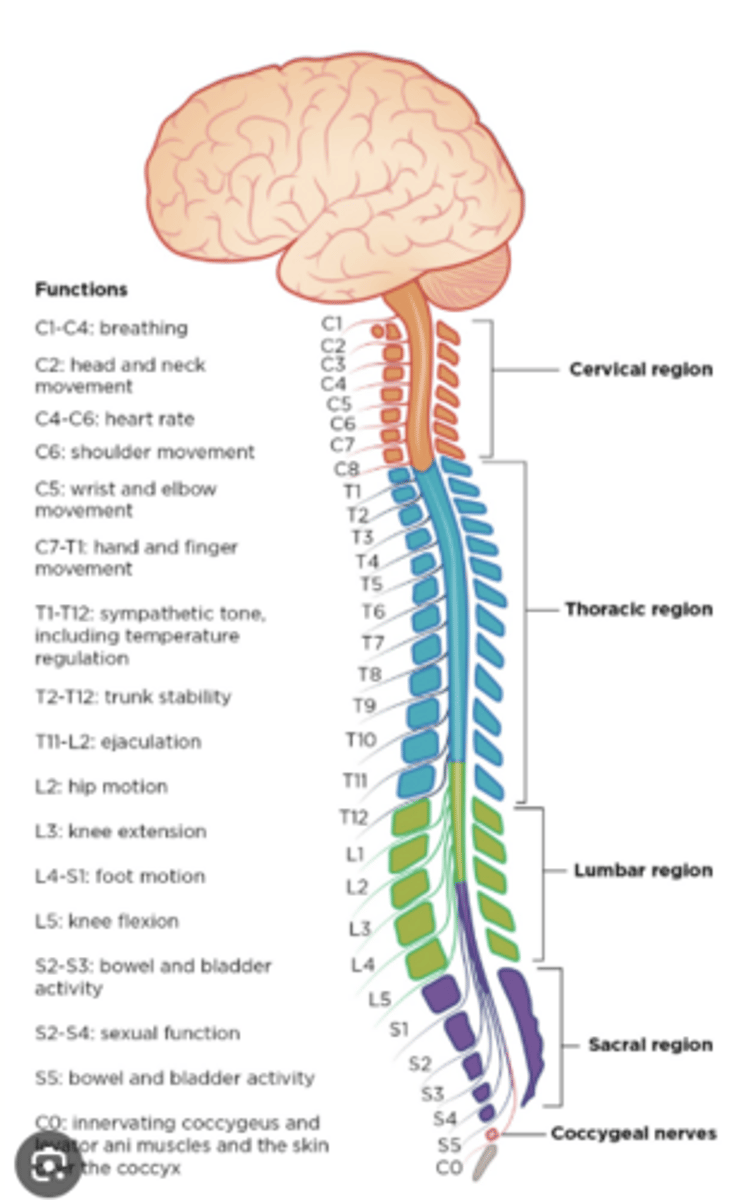 <p>C1-C8 named for vertebrae below </p><p>(i.e. C2 nerve b/w C1 &amp; C2 vertebrae)</p><p>T1-L5 named for vertebrae above </p><p>(i.e. T2 nerve b/w T2 &amp; T3 vertebrae) </p>