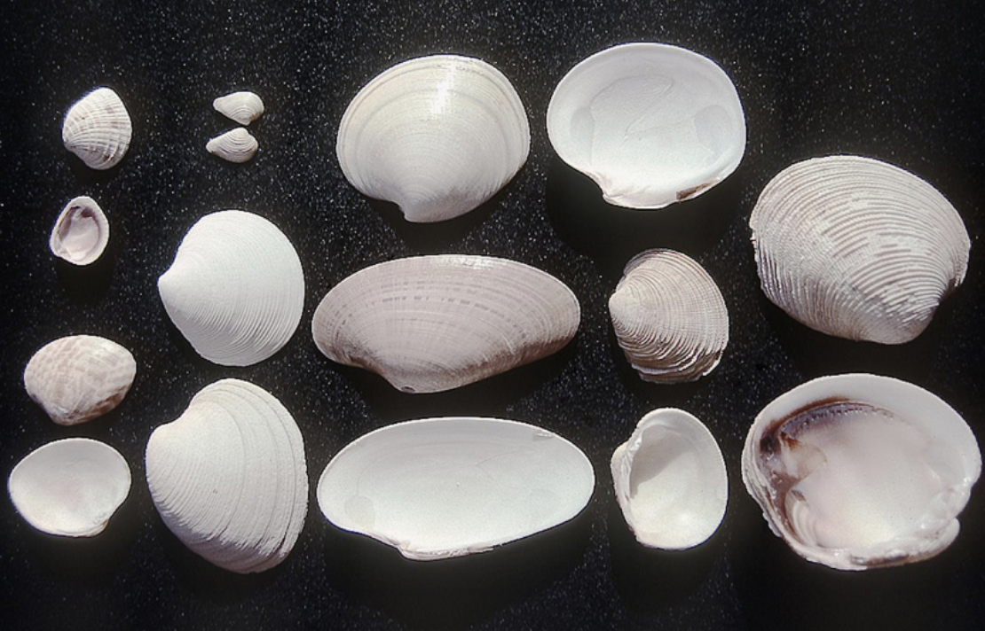 <p>What phylum, class, subclass, infraclass, order, and family is this organism? What is their habitat and feeding?</p>