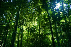 <ul><li><p>found around equator, between the tropics</p></li><li><p>hot/wet all year around</p></li><li><p>lush forest + dense canopies of vegetation forming distinct layers</p></li></ul>