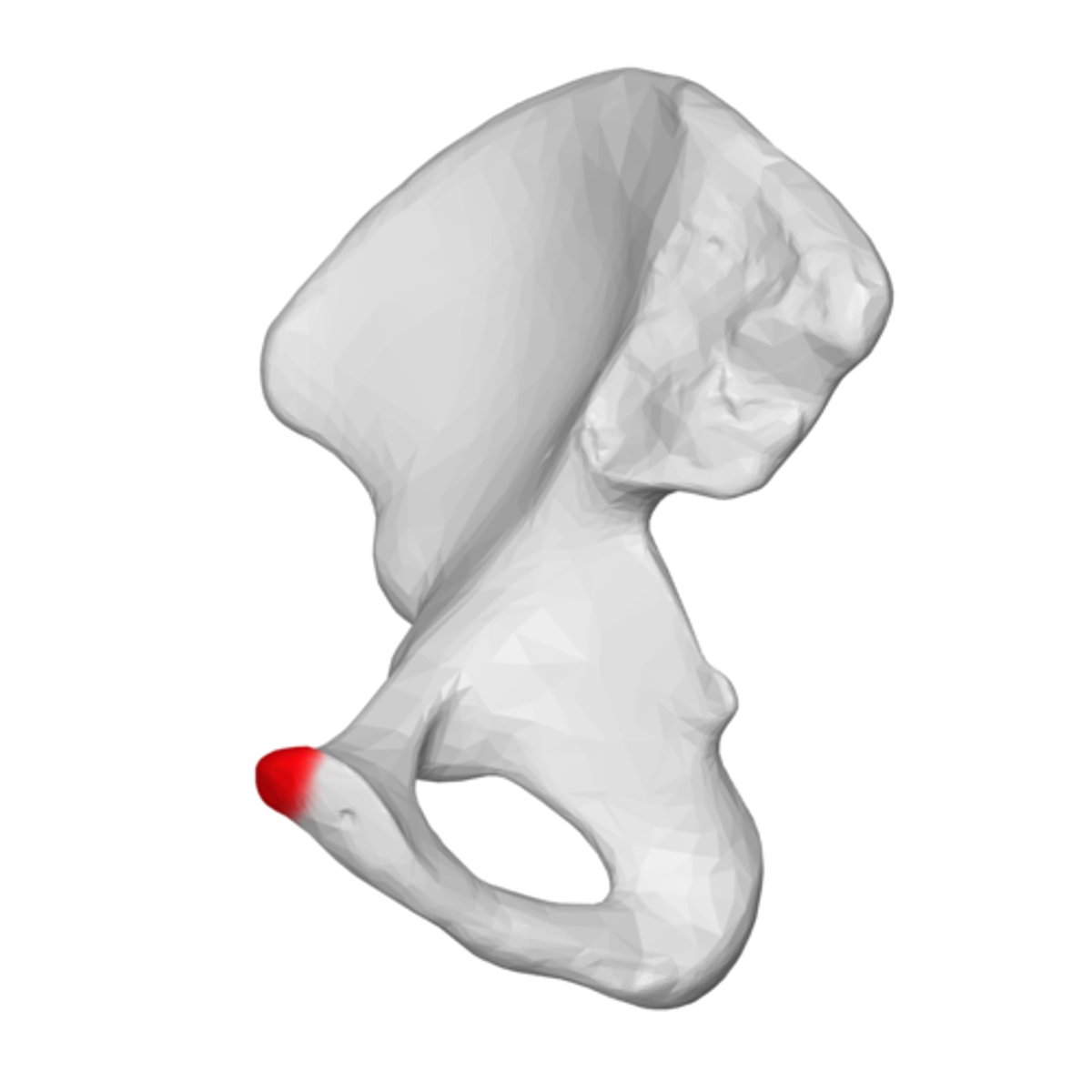 <p>Name the term which describes a small, smooth, round projection.</p>