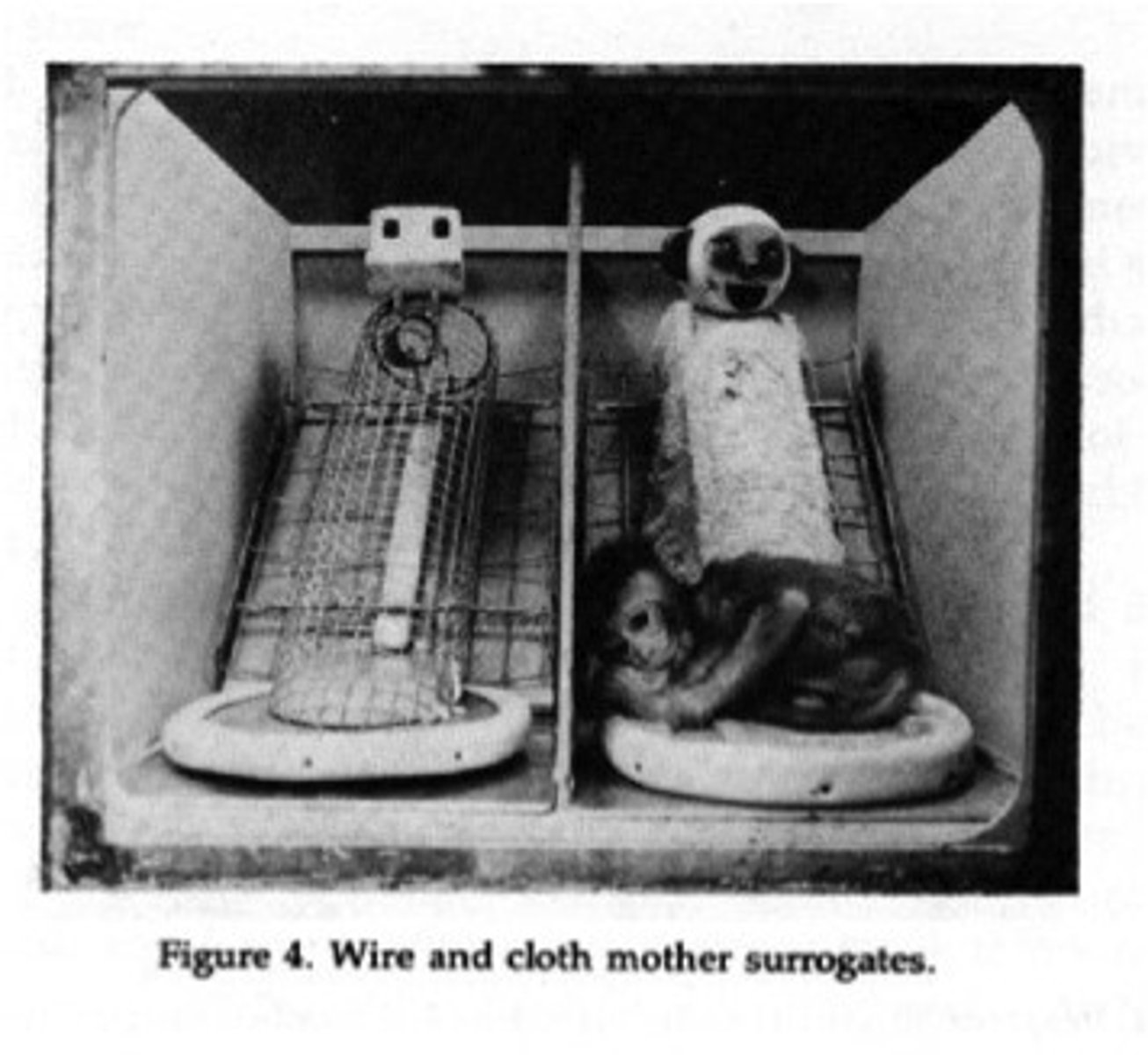 <p>8 rhesus monkeys were removed from their mothers a few hours after being born and were caged from infancy</p><p>measured the amount of time the monkeys spent with the surrogate mothers and the amount of time they cried for their biological mother</p><p>- wire mesh surrogate mother dispensed food</p><p>- cloth covered surrogate mother did not dispense food</p><p>... monkeys chose to spend 17-18 hours day with cloth mother</p><p>... separated infant rhesus monkeys would show attachment behaviour towards the cloth covered surrogate, seeking comfort</p>