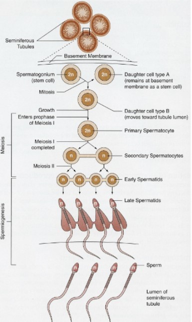 <p>cremaster is in the groin</p><ul><li><p>begins at puberty</p></li><li><p>continues throughout life</p></li><li><p><strong>one</strong> primary spermatocyte produces <strong>four</strong> sperm cells</p></li><li><p>2-month development period</p></li><li><p>Several hundred million produced per day</p></li></ul>