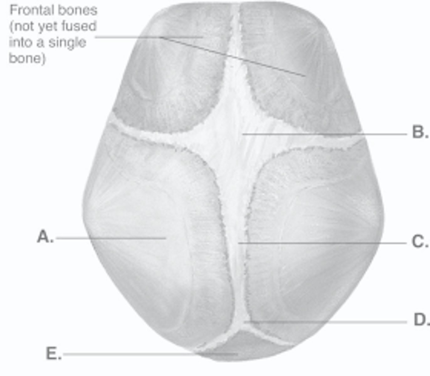 <p>S sphenoid (anterolateral) fontanels (2)<br>P posterior (occipital) fontanel<br>A anterior (frontal) fontanel<br>M mastoid (posterolateral) fontanels (2)</p>