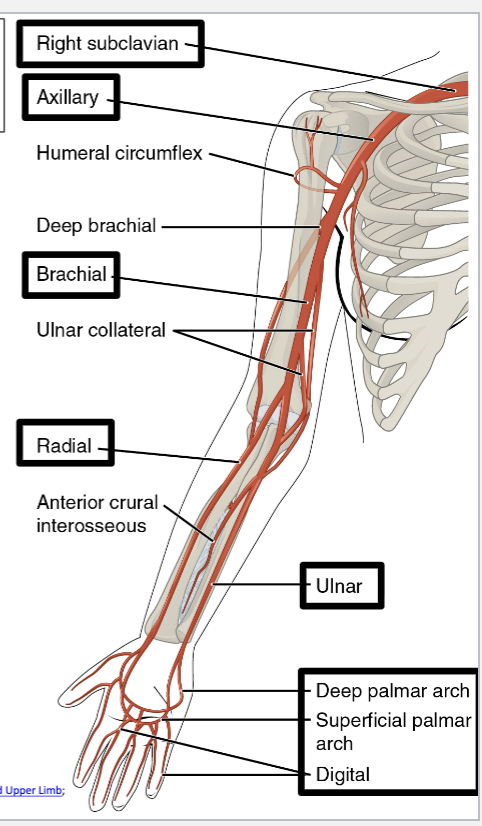 <p>Arteries of Upper Extremity</p>