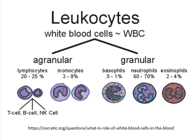 <p>which white blood cells are the most common? least common?</p>