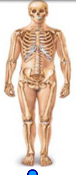 <p>Skeletal system </p>