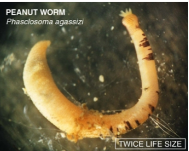 <p>Annelid: Subclass Sipuncula basic characteristics</p>