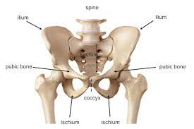 <p>top of the ilium, smooth top</p>
