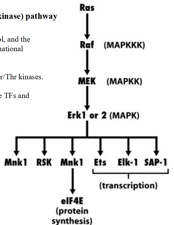 <p><span>MAPK (mitogen-activated protein kinase) pathway</span></p>