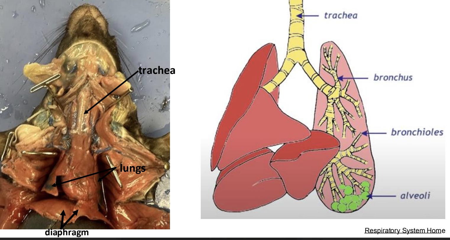 <p>The rat respiratory system includes the trachea, bronchi, and lung</p><ul><li><p> facilitating gas exchange by delivering oxygen and removing carbon dioxide. </p></li></ul><p></p>