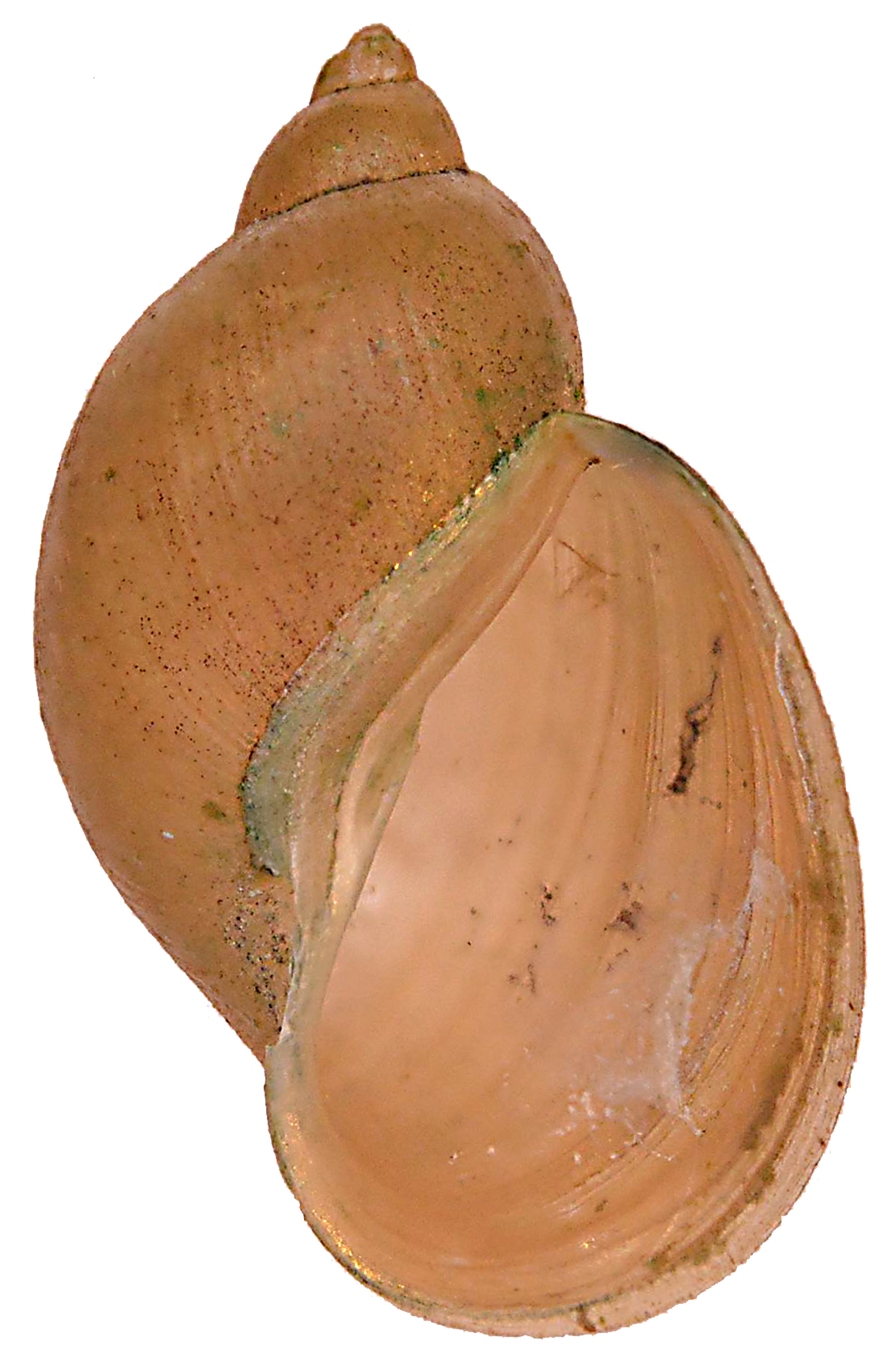 <p>Kmeň: Mollusca (mäkýše)<br>Trieda: Gastropoda (ulitníky)<br>Skupina: Pulmonata (pľúcnatce)</p>