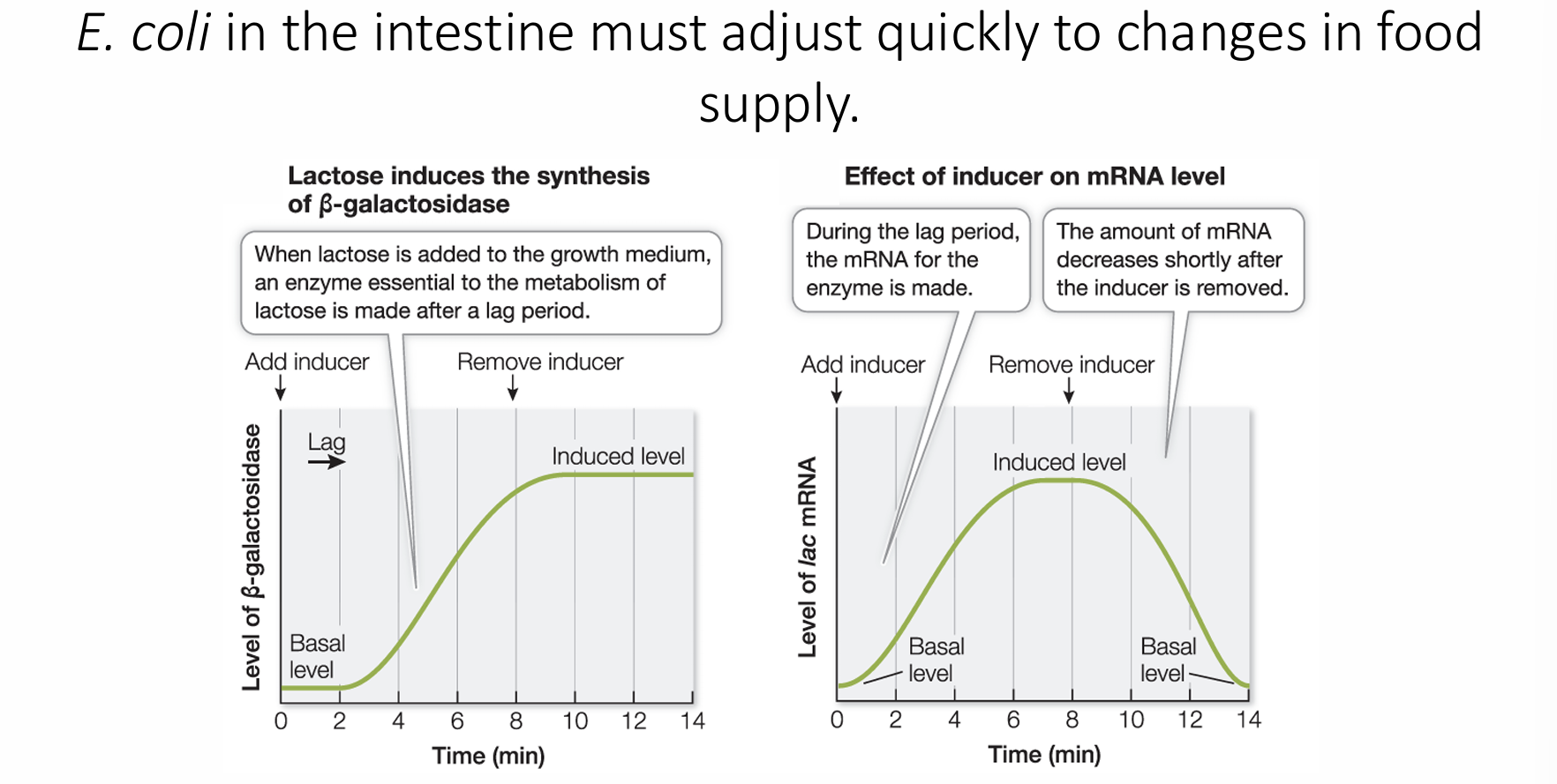 <p>lactose! In e. coli the intestine must adjust quickly to changes in food supply. When lactose is added, mRNA for the enzyme is made, once it’s removed, the amount of mRNA is decreased</p>