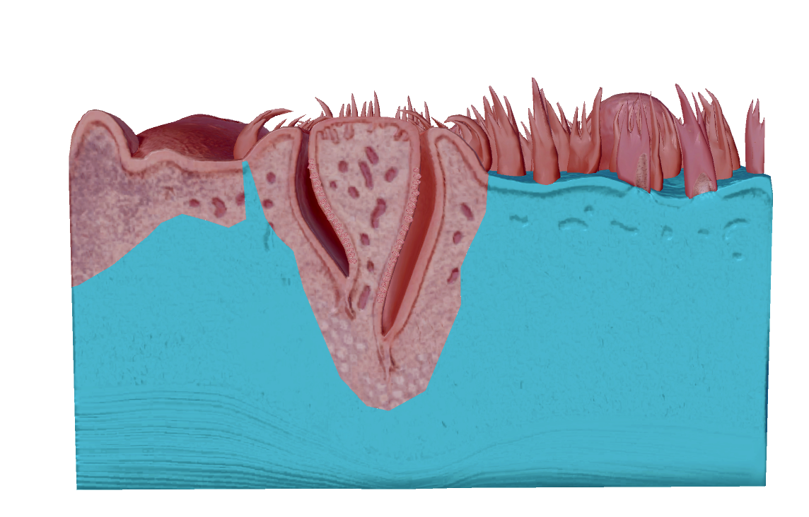 knowt flashcard image