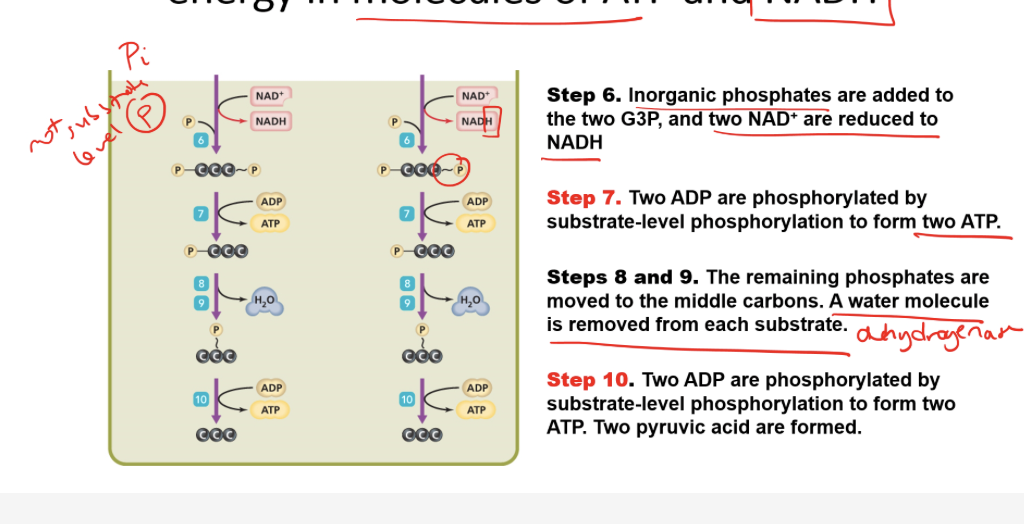 steps gly