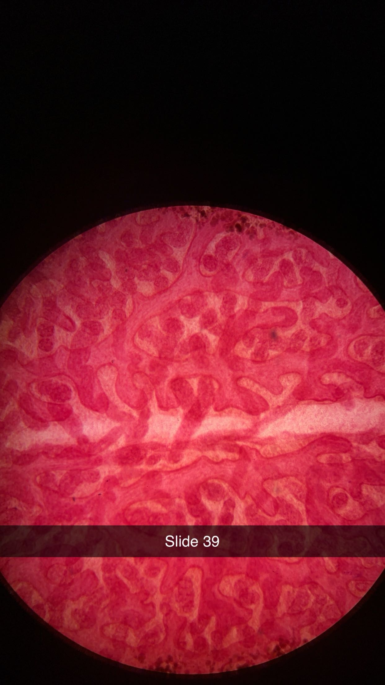 <p>genus, class, phylum </p>