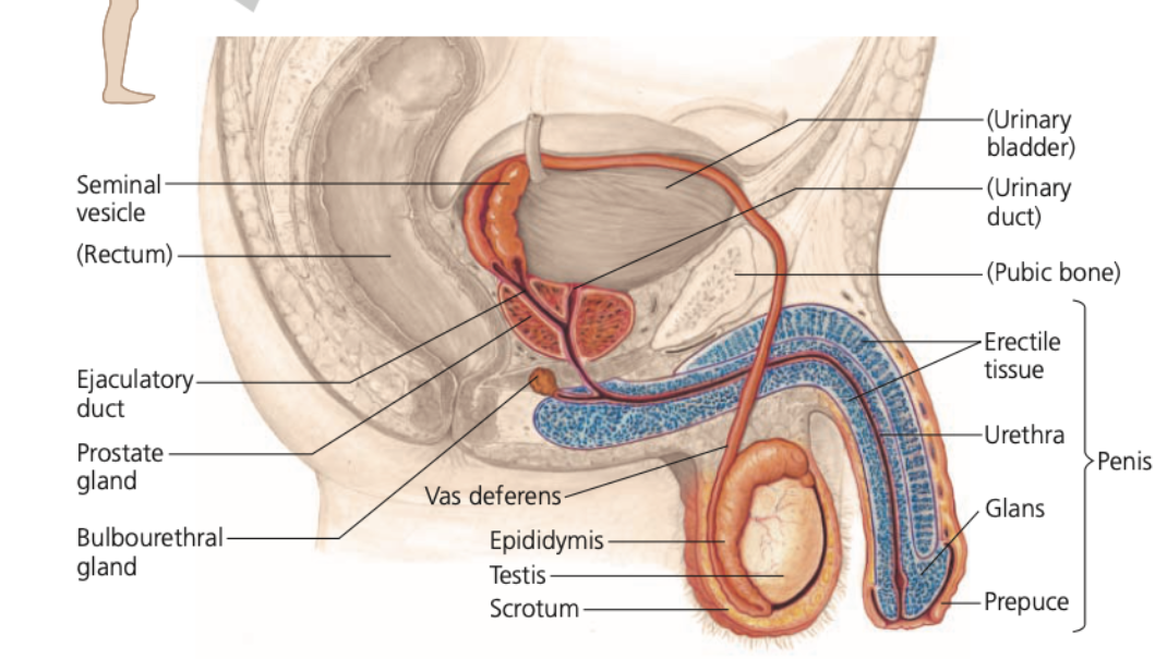 **Accessory glands**


1. **Pair of seminal vesicles**

* Make up about 60% of the total semen volume
* Thick, yellowish, and _____ fluid
* Contains mucus, fructose, a coagulating enzyme, ascorbic acid, and local regulators called **_____** (stimulate female uterine contractions to help move semen to the uterus)


2. **Prostate gland**

* Secretes its products directly into the urethra through small ducts
* Thin,  fluid containing anticoagulant enzymes and _____ (a sperm nutrient)


3. **Pair of bulbourethral glands**

* Small glands along the urethra below the prostate
* Secrete __ mucus that ____ any acidic urine remaining in the urethra before ejaculation
* Carries some sperm released before ejaculation, which may contribute to the high failure rate of the withdrawal method of birth control (coitus interruptus)