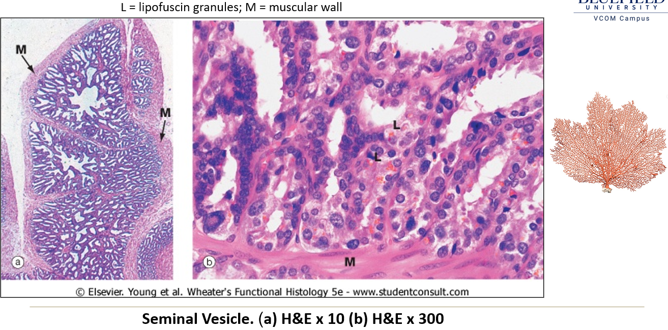 <p><strong>Pseudostratified epithelium</strong> that <strong>varies in height</strong>, giving a <strong>false simple columnar appearance</strong>.</p>