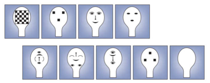 <ul><li><p>Because newborn visual cortex is so immature, newborn face perception is likely to be driven by more basic and early developing sub-cortical mechanisms.</p></li><li><p>By 2 months, face processing includes sub-cortical (‘conspec’) and cortical (‘conlern’) mechanisms working in parallel.</p></li><li><p>Babies have good face detecting system in order to survive.</p></li><li><p>Three squares - often used as controls, infants respond to it.</p></li></ul><p></p>
