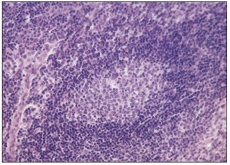 <p>name of histologic slide:</p><p>Specie:</p><p>Stain used:</p>