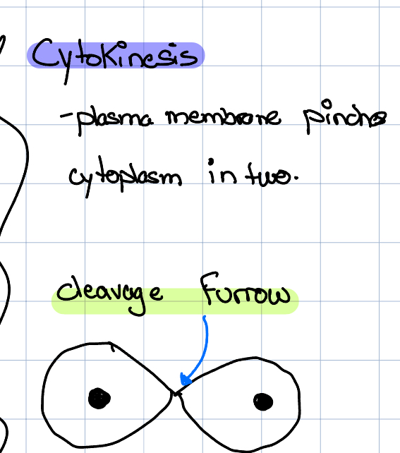 <ul><li><p>Plasma membrane pinches cytoplasm in 2</p></li></ul>