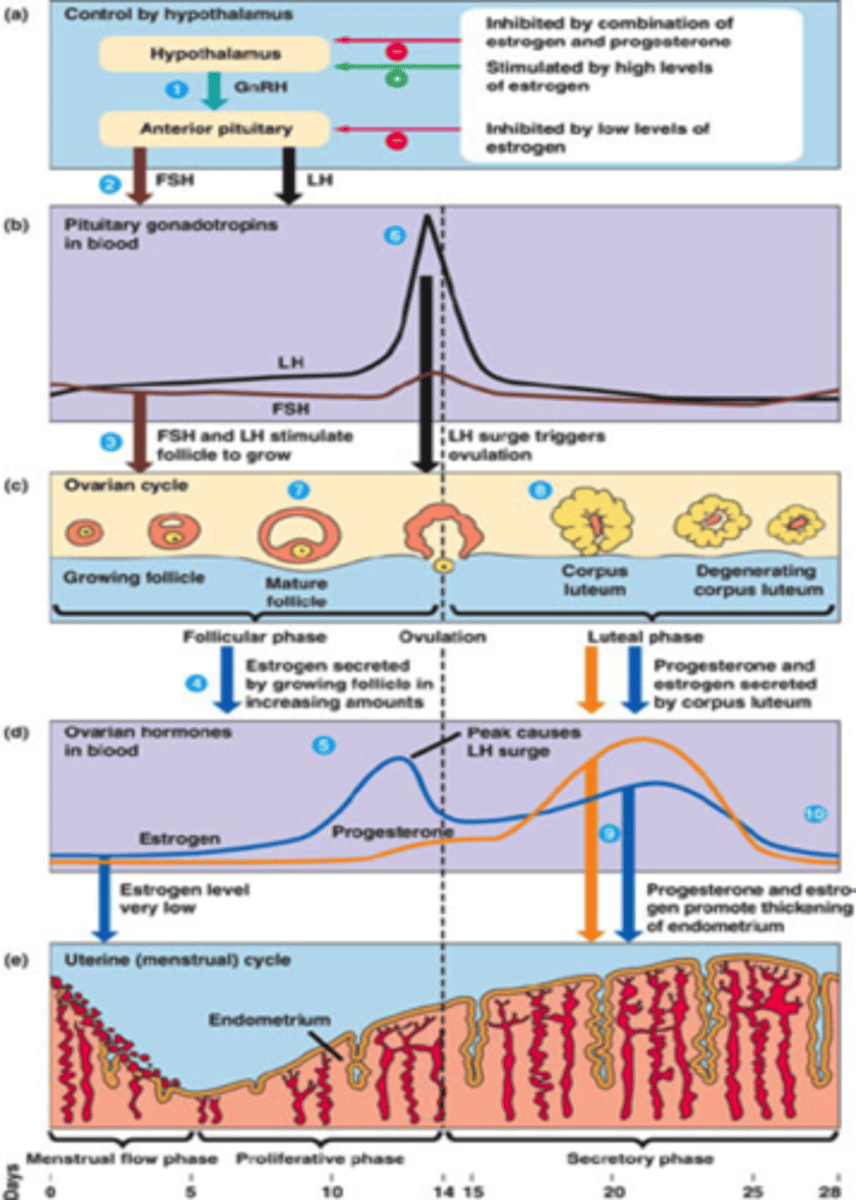 <p>Ovarian + uterine cycle (interconnected)</p><p>Average 28 days</p>