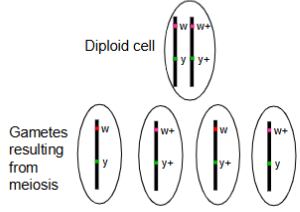 <p><span style="color: #000000">In an individual heterozygous for<br>two genes (w and y), there are<br>four possible genotypes for the<br>gametes:<br>• wy<br>• w<sup>+</sup>y<sup>+</sup><br>• w<sup>+</sup>y<br>• wy<sup>+</sup></span></p><p><span style="color: #000000">If the genes are located on the<br>same chromosome, how can<br>the latter two gamete genotypes<br>arise?</span></p>