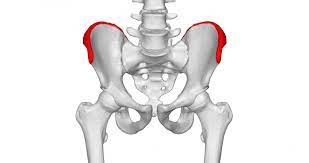 <p>top ridge of part of pelvis bone, Lliac cest. purpose is for muscle attachment </p>