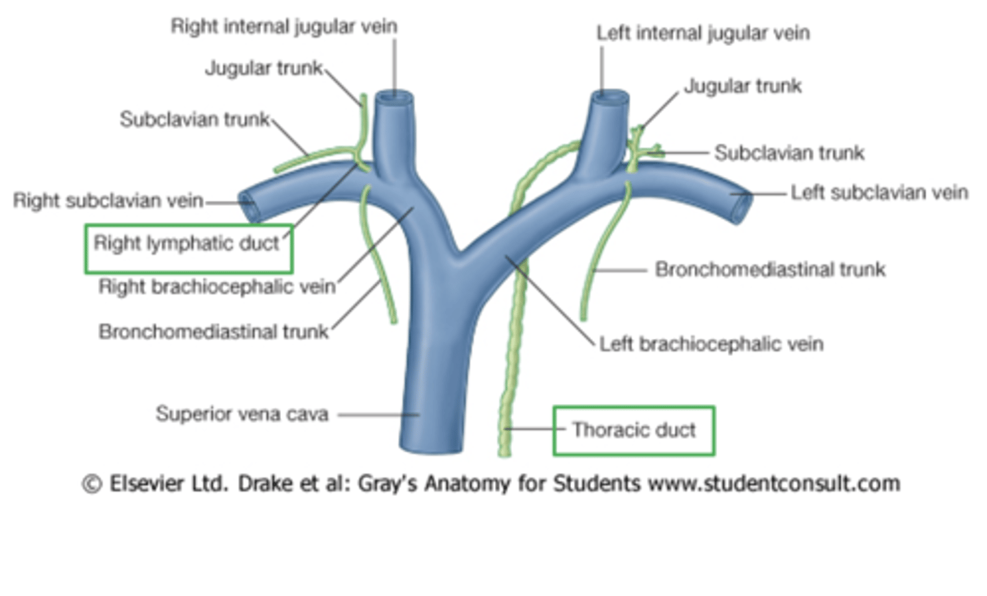 <p>into left venous angle and right lymphatic duct into right venous angle</p>