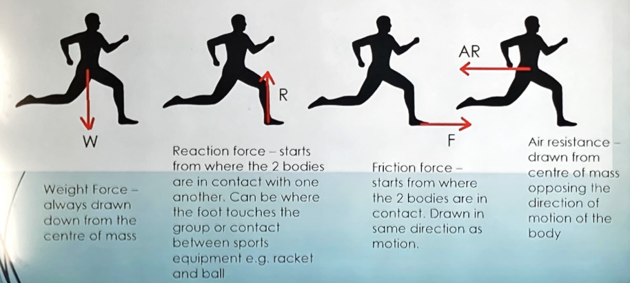<p>the length of the arrow reflects the magnitude/size of the force</p><p>longer = bigger force</p>
