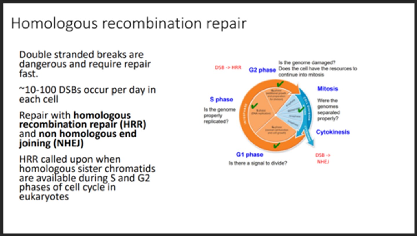 <p>Repairs double-strand breaks accurately using homologous chromosomes</p>